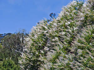 Dirt Cheap Deals: 5x Hebe Parviflora - $2.99 each