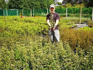5x Golden Ake Ake - $2.99 each