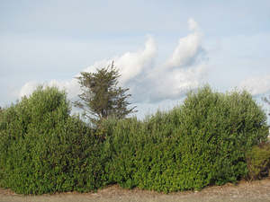 Dirt Cheap Deals: 5x Corokia Yellow Wonder - $2.99 each