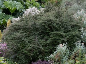 Fast Growing: 5x Coprosma Black Cloud - $5.99 each