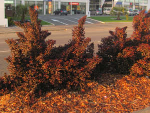 Fast Growing: 5x Coprosma Karo Red - $9.99 each