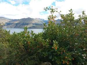 Fast Growing: 25x Coastal Coprosma - $2.99 each