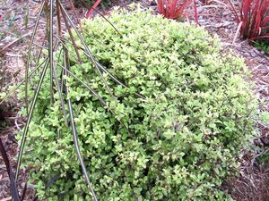 Fast Growing: 5x Pittosporum Globe - $11.99 each