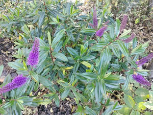 100x Hebe Totara Blue - $2.99 each