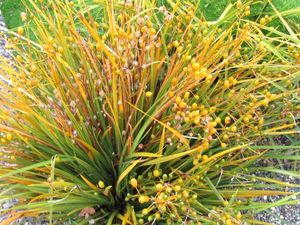 Multi Packs: 5x NZ Iris - $9.99 each