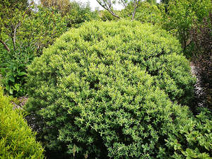 5x Hebe Glaucophylla - $5.99 each