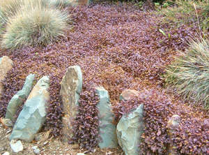 Multi Packs: 5x Purple Piri Piri - $5.99 each