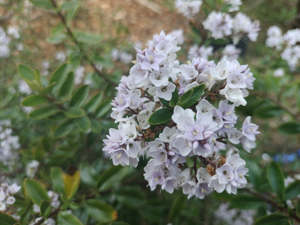 Multi Packs: 5x Hebe Spring Monarch - $5.99 each