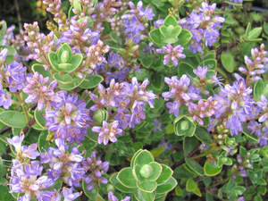 5x Hebe Inveray - $5.99 each