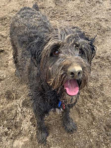 Pets: Hair of the Dog Shampoo Bar