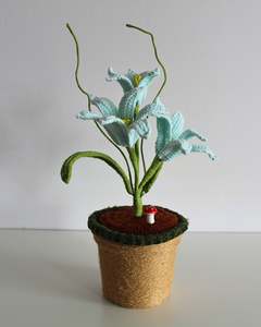 All: Bluebell Lily Bloom - Forever bloom