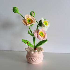 Pastel Anemone - Forever bloom