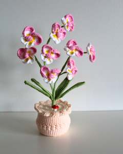 All: Pink Primrose - Forever bloom