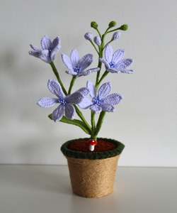 Periwinkle Wildflower - Forever bloom