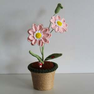 Blush Daisy - Forever blooms