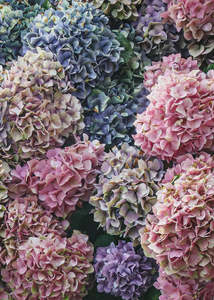 Poppie Pack: Poppie Pack 'New Year Bloom' photographic print (portrait)