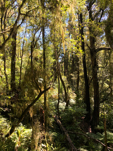 NZETS Join Post-1989 Forest Application GreenXperts Limited