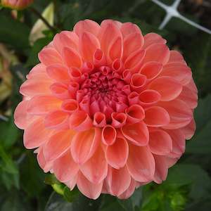 Dahlia Tubers: Sebastian