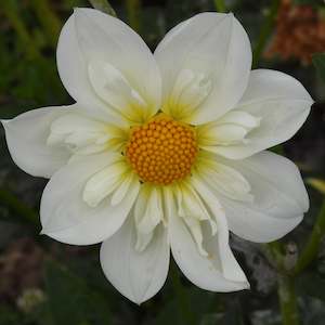 Dahlia Tubers: Twynings White Chocolate