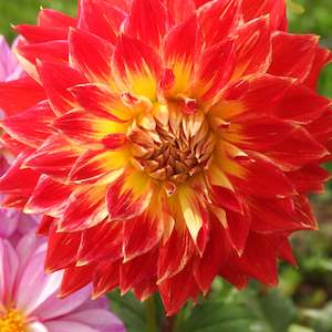 Dahlia Tubers: Bodacious