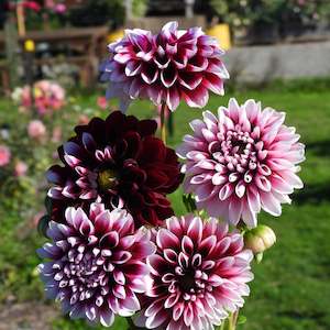 Dahlia Tubers: Edinburgh
