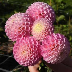 Dahlia Tubers: Maaike
