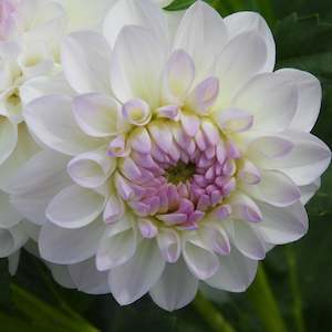 Dahlia Tubers: Eveline