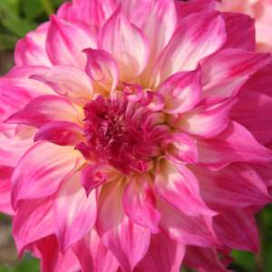 Dahlia Tubers: Colorado Classic
