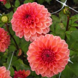 Dahlia Tubers: Daisy Duke