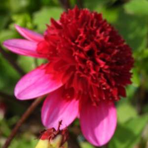 Dahlia Tubers: Poodle Skirt