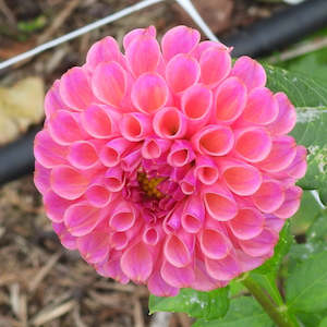 Dahlia Tubers: Caitlins Joy