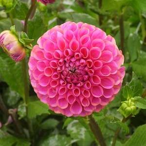 Dahlia Tubers: Isabel