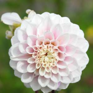 Dahlia Tubers: Sweet Nathalie