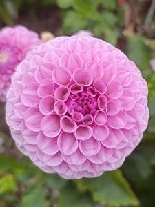 Dahlia Tubers: Lipoma