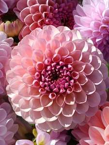 Hamari Rose