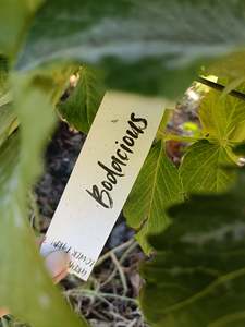 Plant Tags