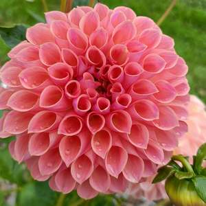 Dahlia Tubers: Hapet Coppery