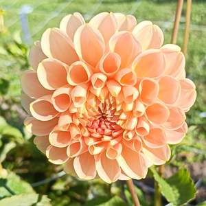 Dahlia Tubers: Crichton Honey