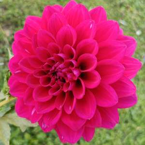 Cantaflora