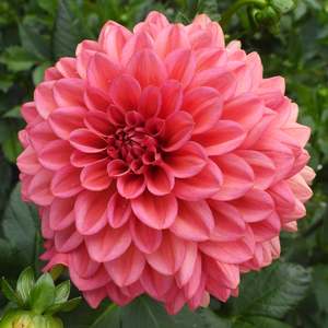Dahlia Tubers: Salmon Runner
