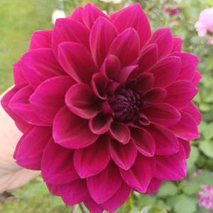 Dahlia Tubers: Karma Chocolate