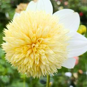 Platinum Blonde