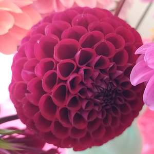 Dahlia Tubers: Ivanetti