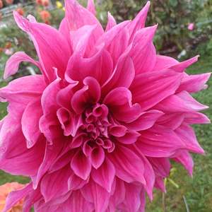 Dahlia Tubers: Elma Elizabeth