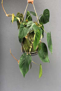 Vase: Glass Hurricane Vase (unit 6)