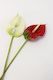 Artificial Anthurium - Box 12 (unit 1)
