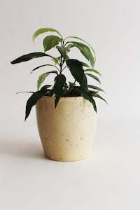 Ceramic: Sand Dune Planter/Vase (Unit 4 +16)