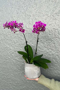 Planters: IMPERFECT: Tapered Concrete Look Vase/Planter (Unit 6)