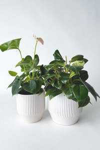 Planters: Cora Ceramic Cover Pot (unit 9)