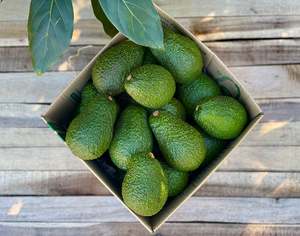 Frontpage: 25 Medium Avocados